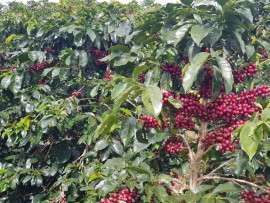 Dinh dưỡng cho cây cà phê cuối mùa mưa