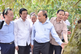 Sáng tạo né hạn của người dân trồng sầu riêng được Thủ tướng khen ngợi