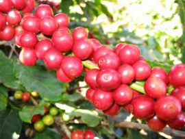 Chăm sóc cây cà phê vào giữa và cuối mùa mưa