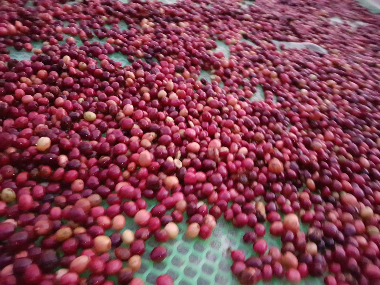 Tiêu và cà phê cùng lên giá