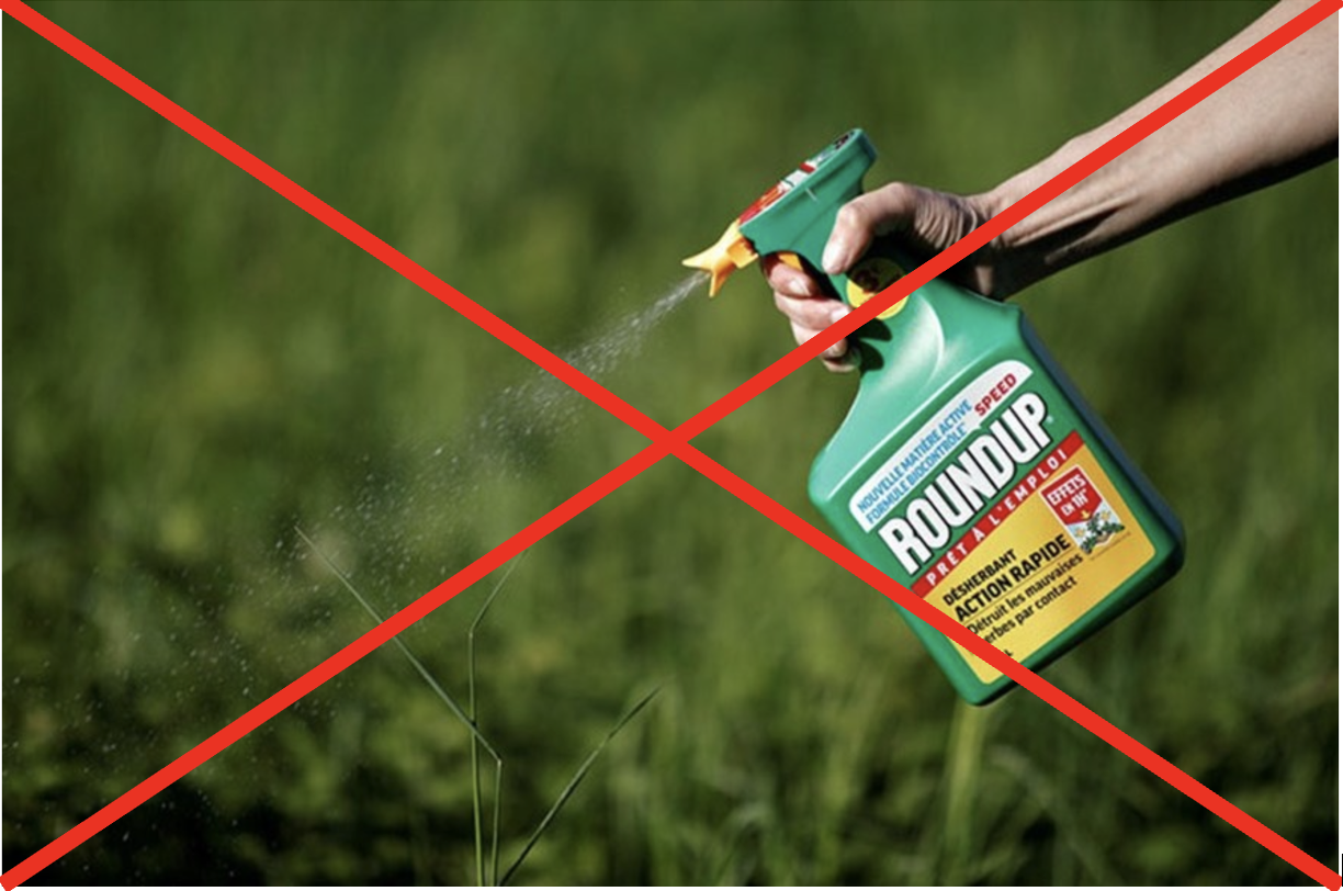 KHÔNG SỬ DỤNG THUỐC DIỆT CỎ CÓ CHỨA GLYPHOSATE TRONG CANH TÁC CÀ PHÊ